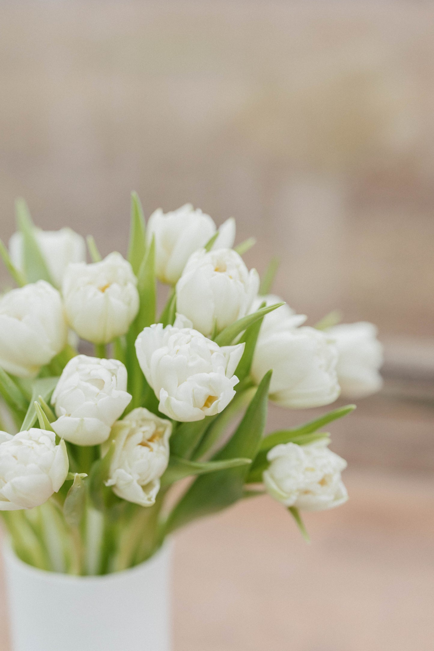 Bulk Double Tulips
