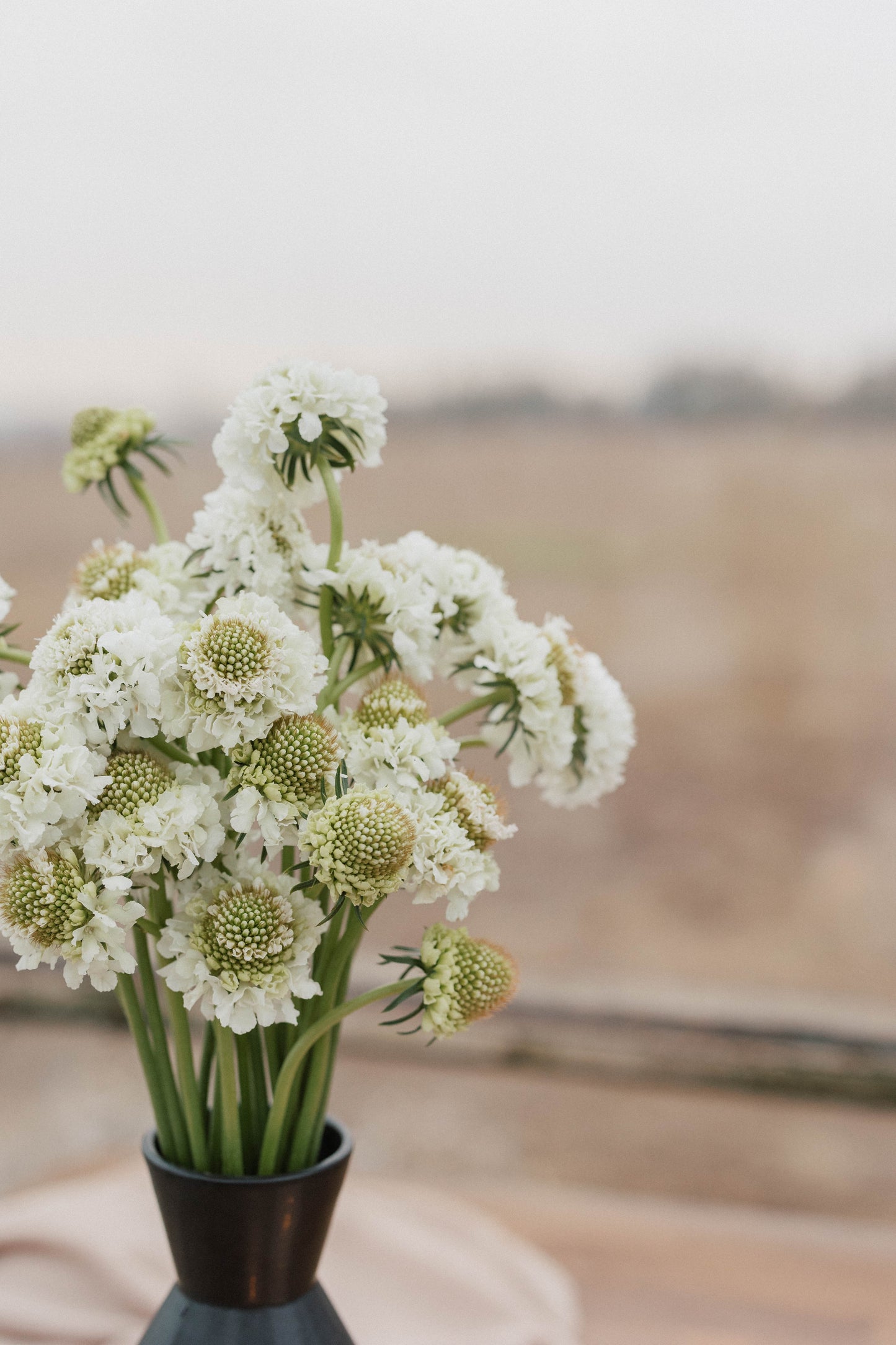 Bulk Scabiosa