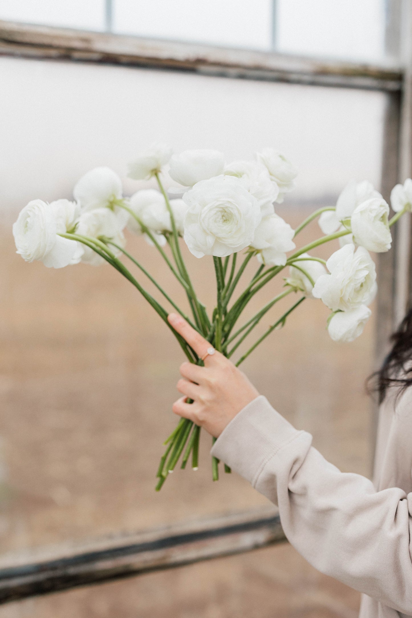 Bulk Ranunculus