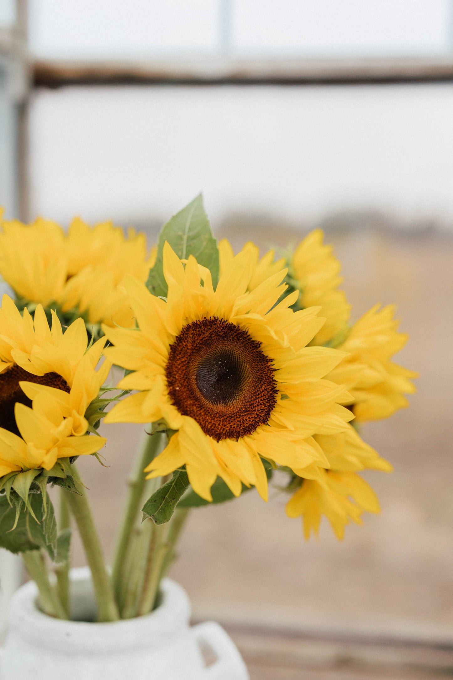 Bulk Sunflowers