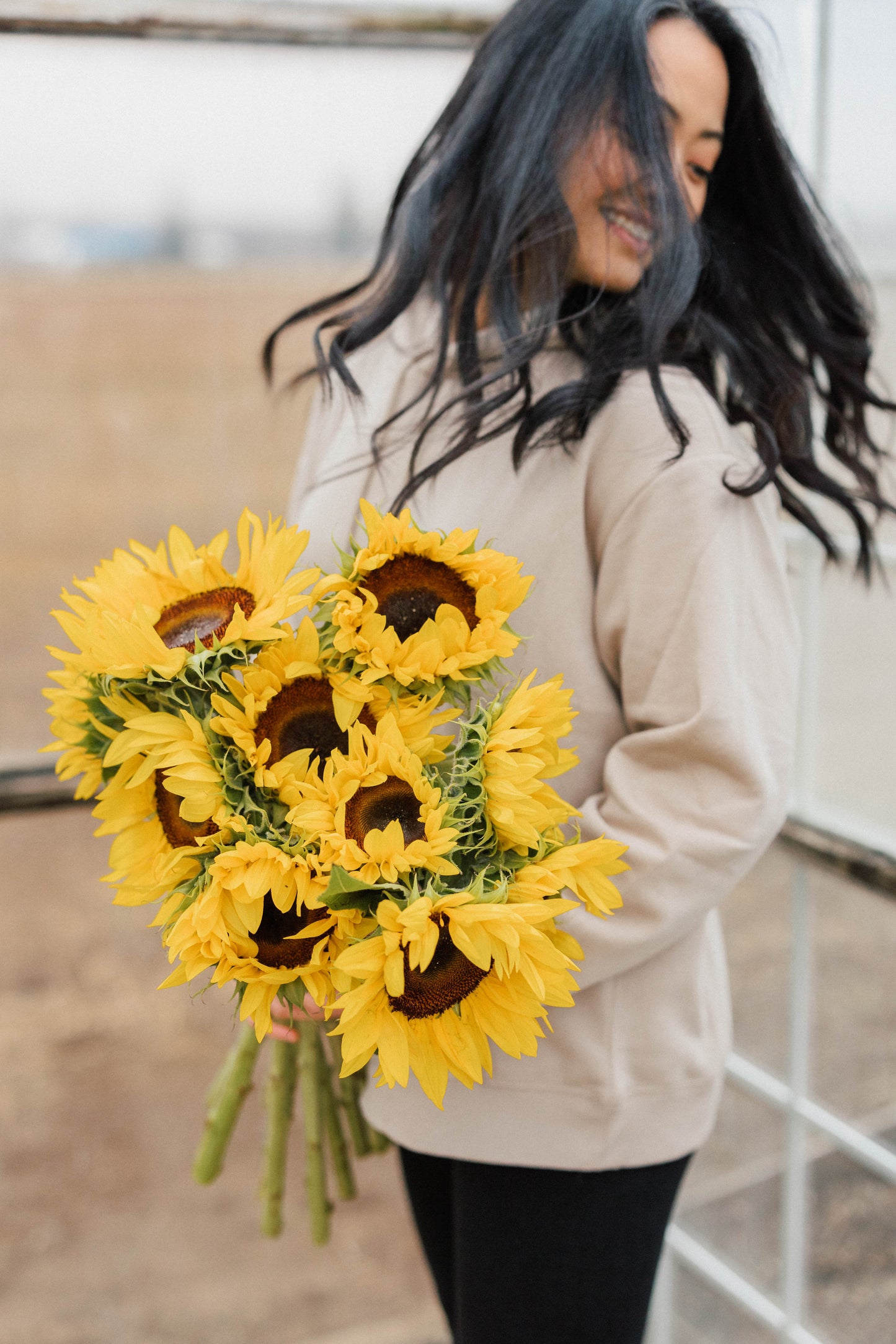 Bulk Sunflowers