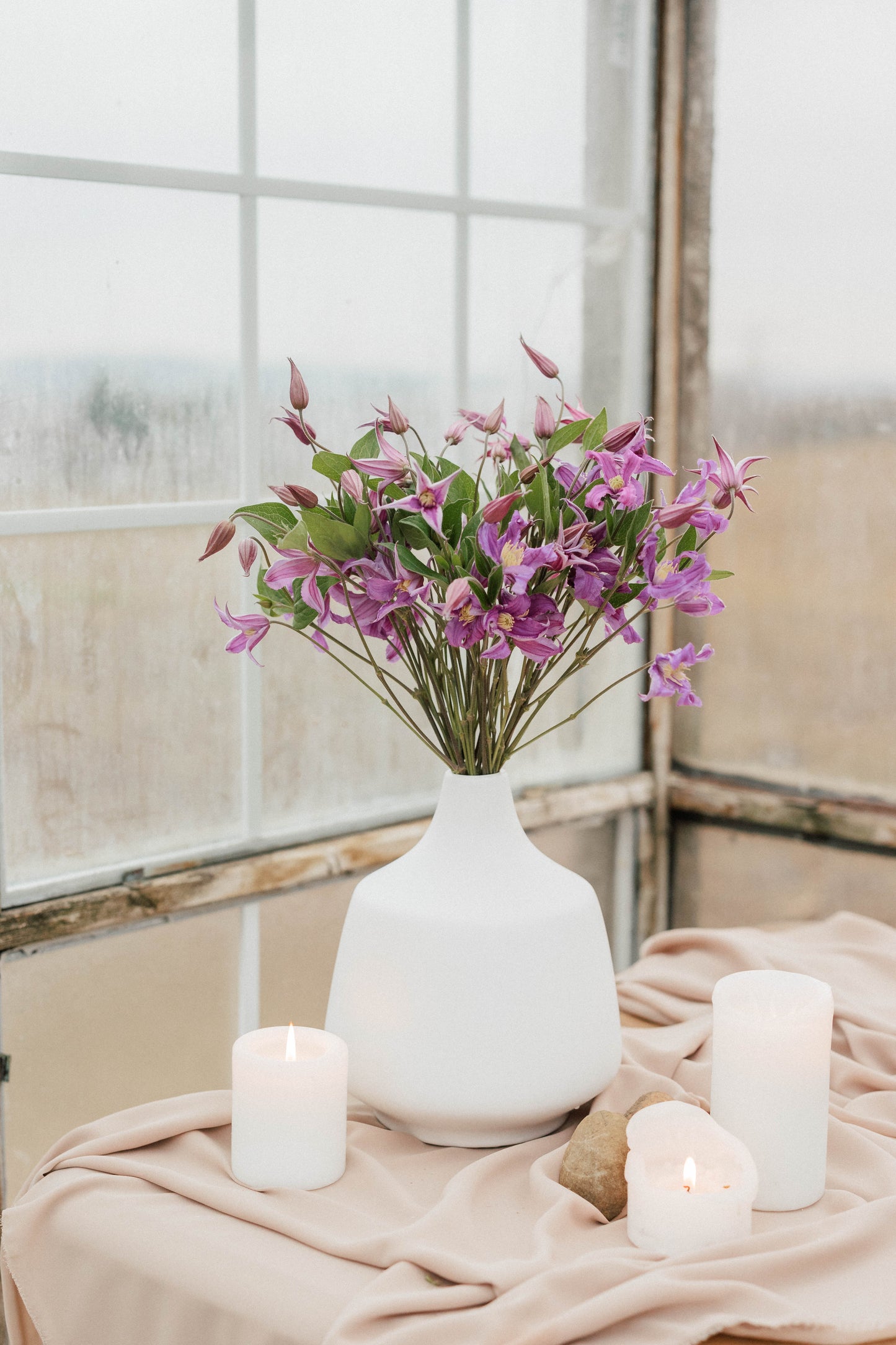 Bulk Clematis