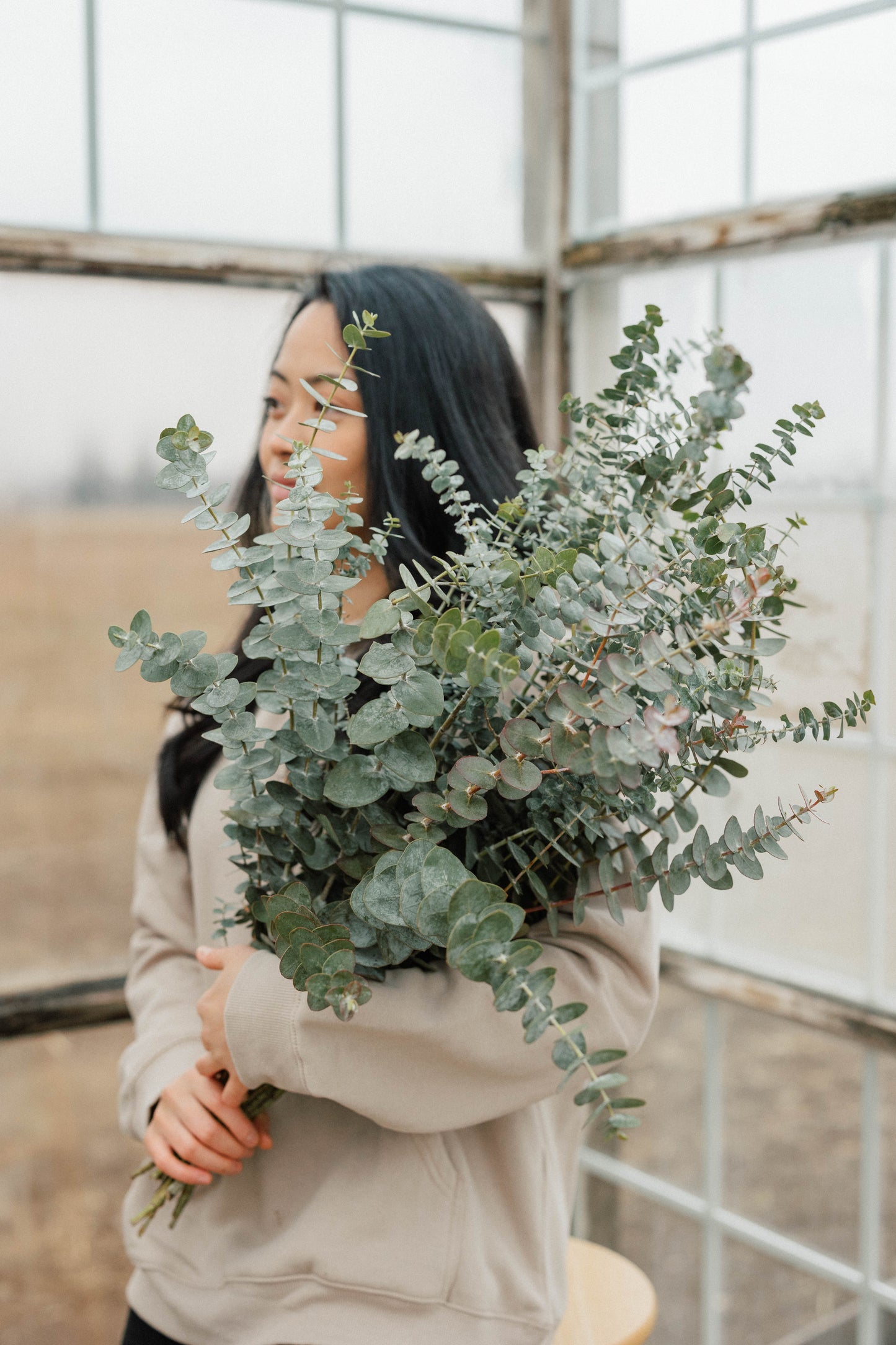 Bulk Baby Blue Eucalyptus