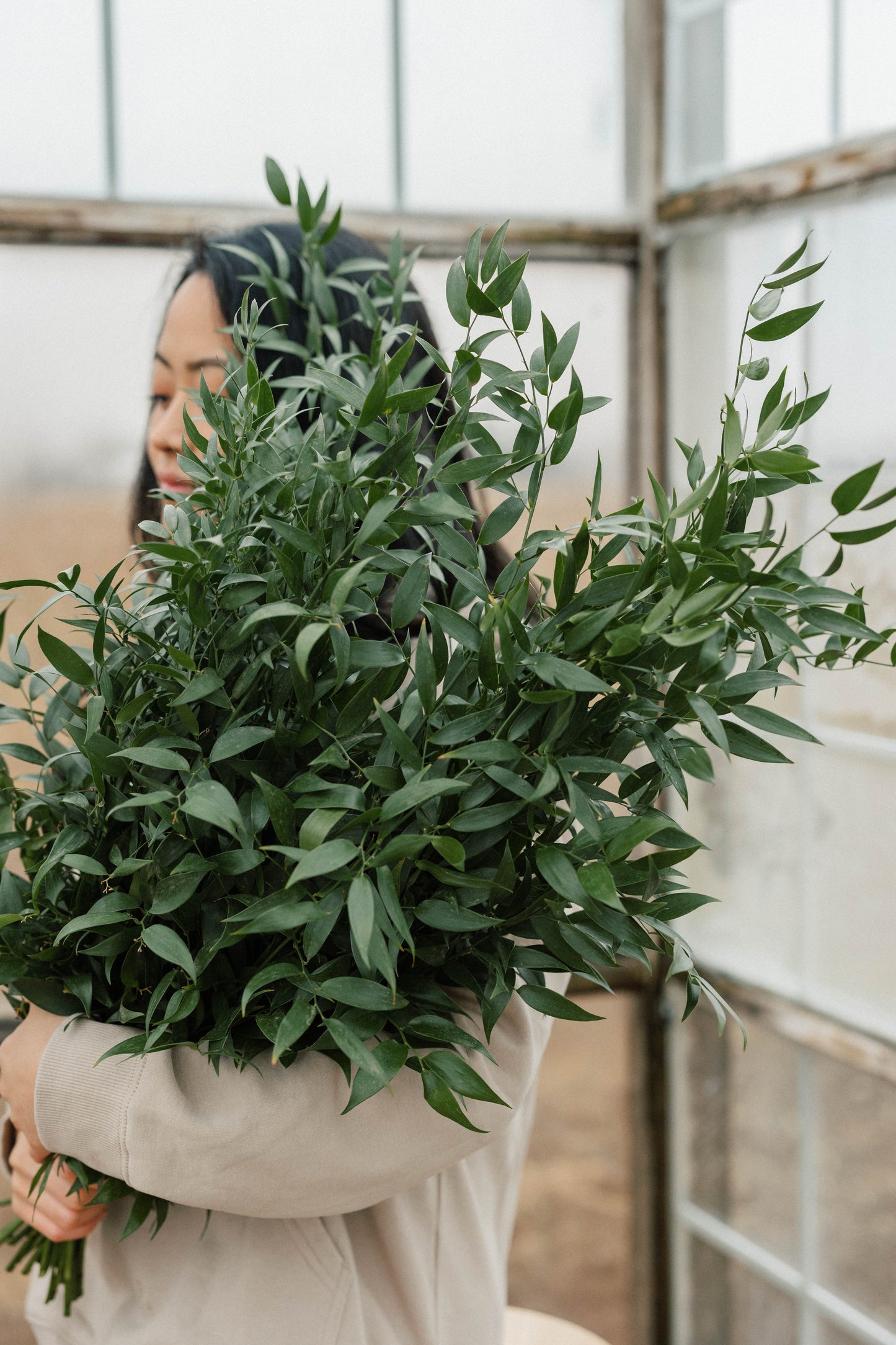 Bulk Italian Ruscus