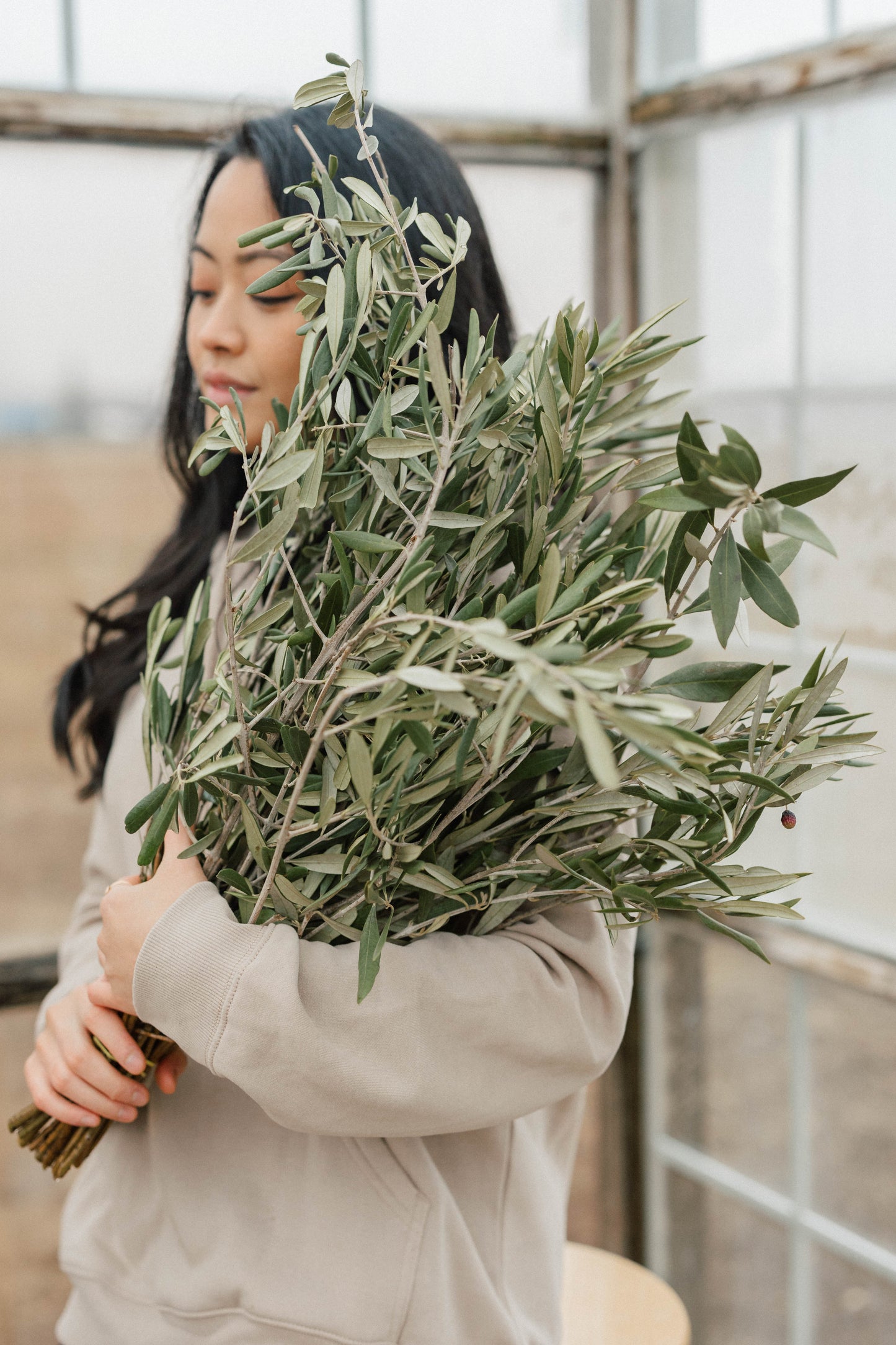 Bulk Olive Branch