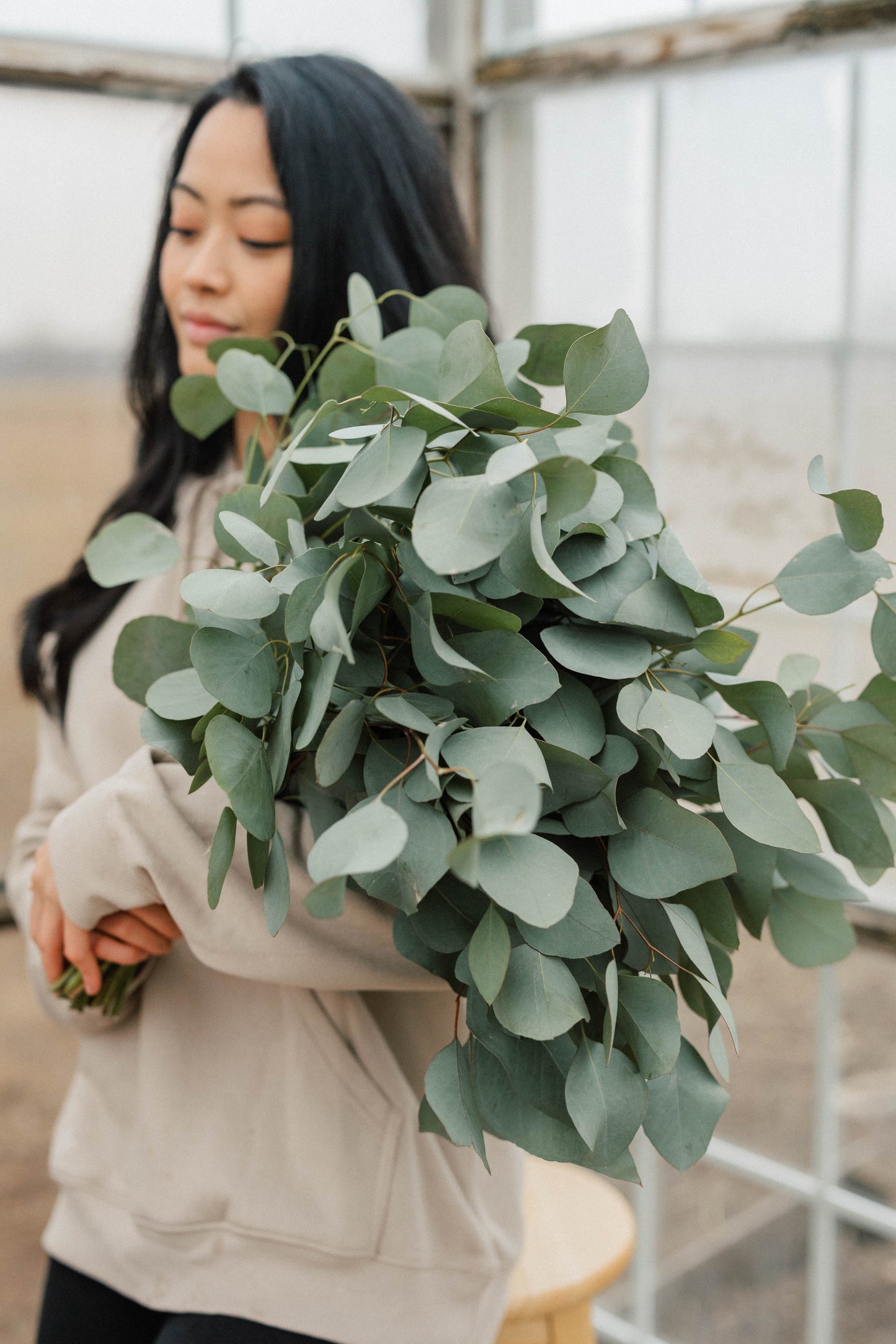 Bulk Silver Dollar Eucalyptus