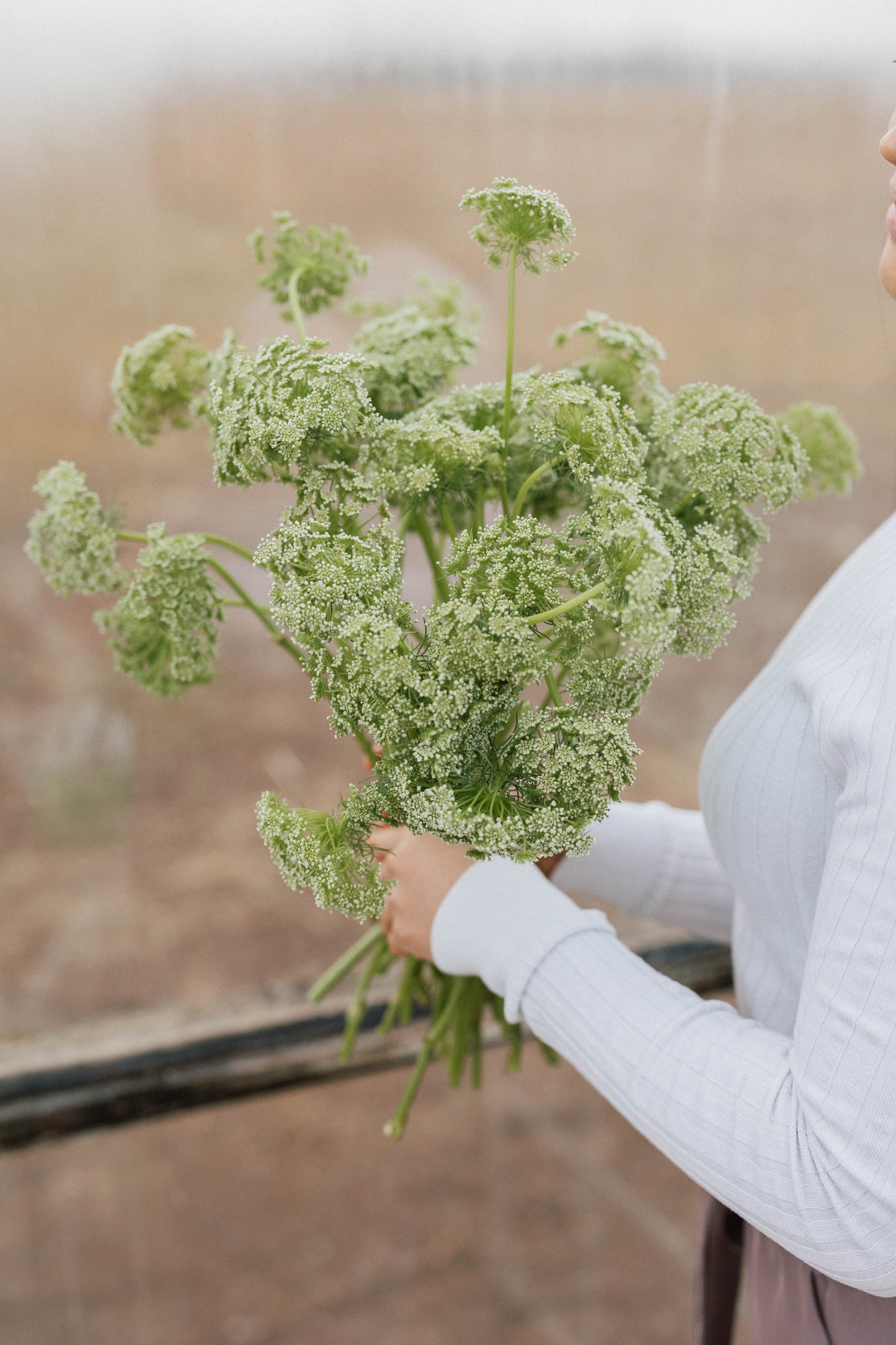 Bulk Queen Anne's Lace