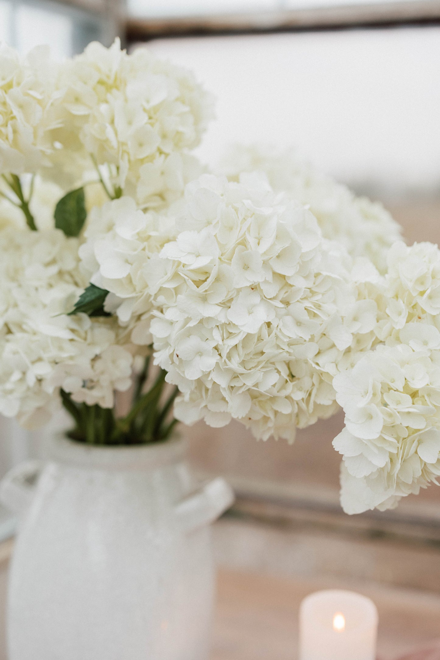 Bulk Hydrangea