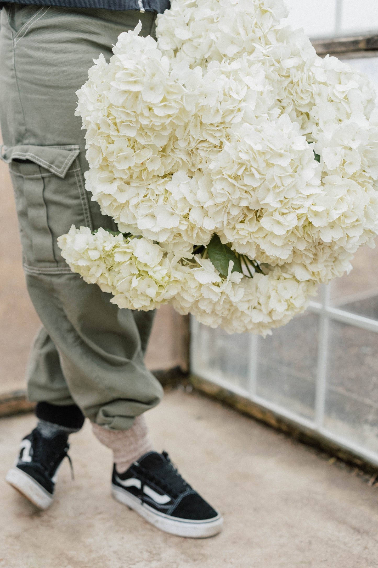 Bulk Hydrangea