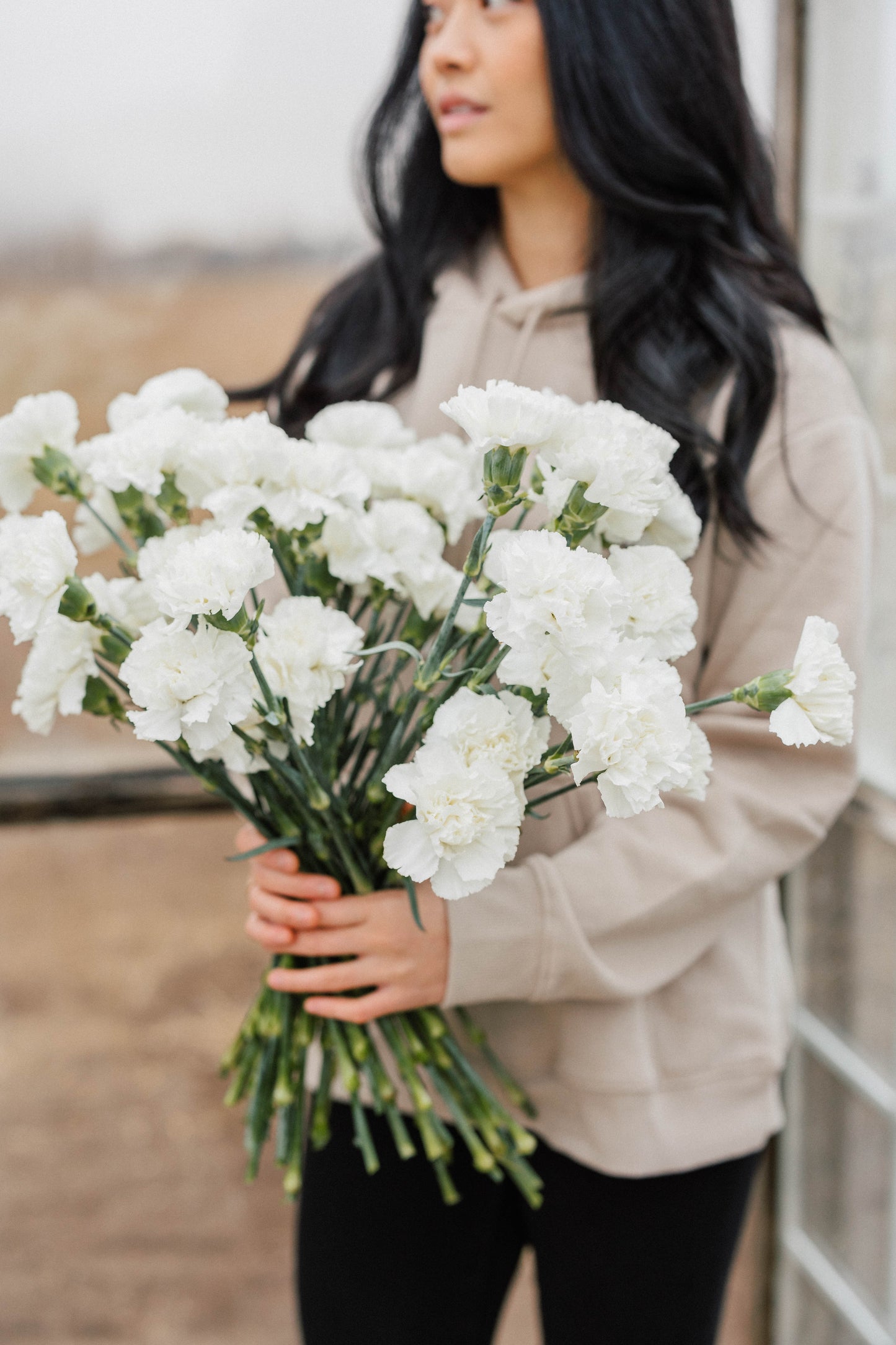 Bulk Carnations