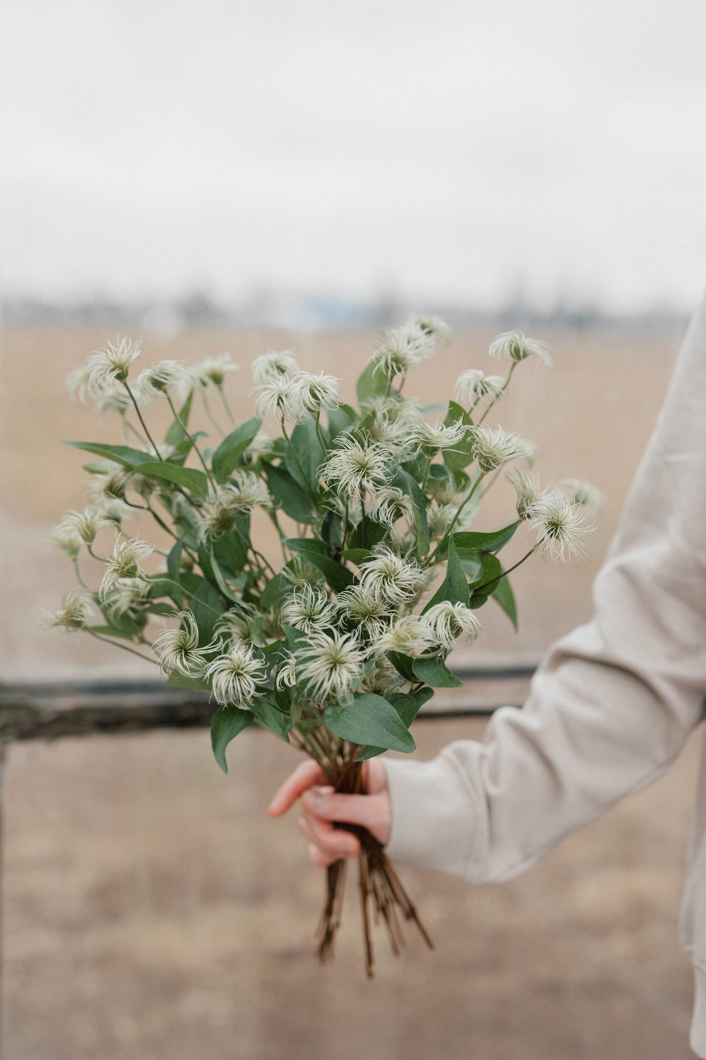 Bulk Clematis Wig